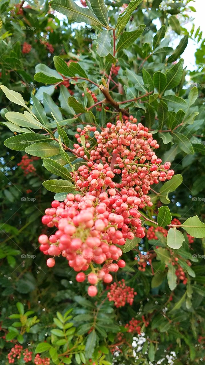 local flora