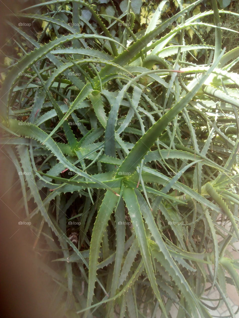 aloe vera