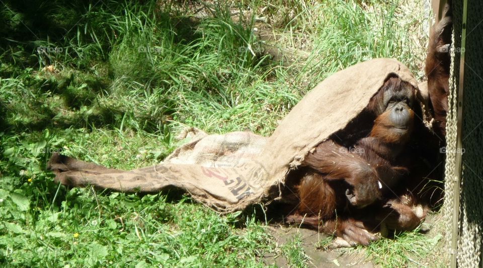 Orangutan shading itself from the hot summer sun in what appears to be shyness and despair at the Seattle Zoo in Washington state.