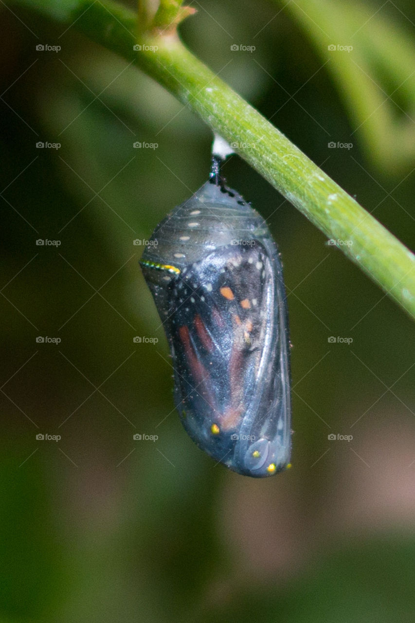 Butterfly ready to come out 