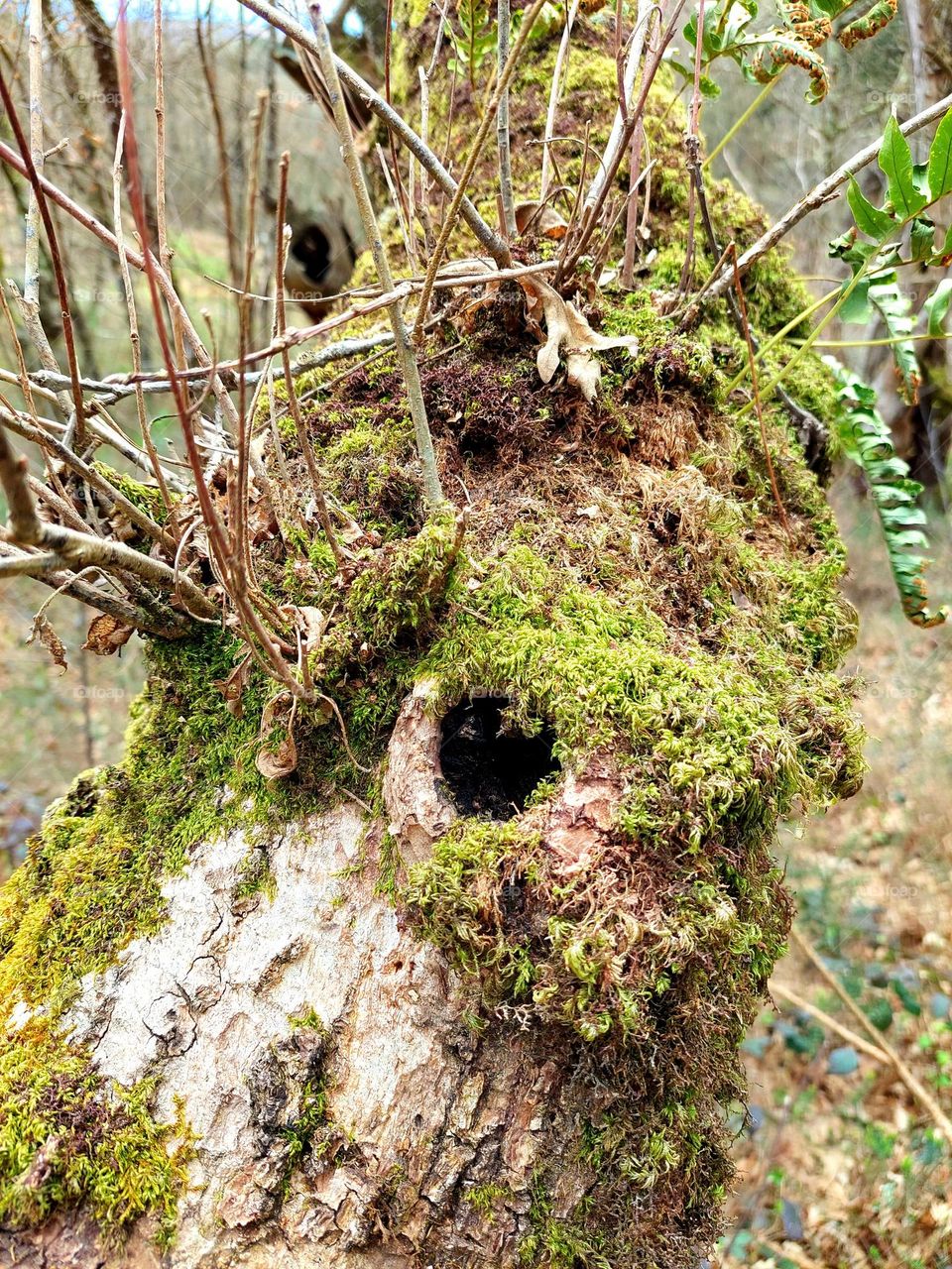 Hole in the old tree