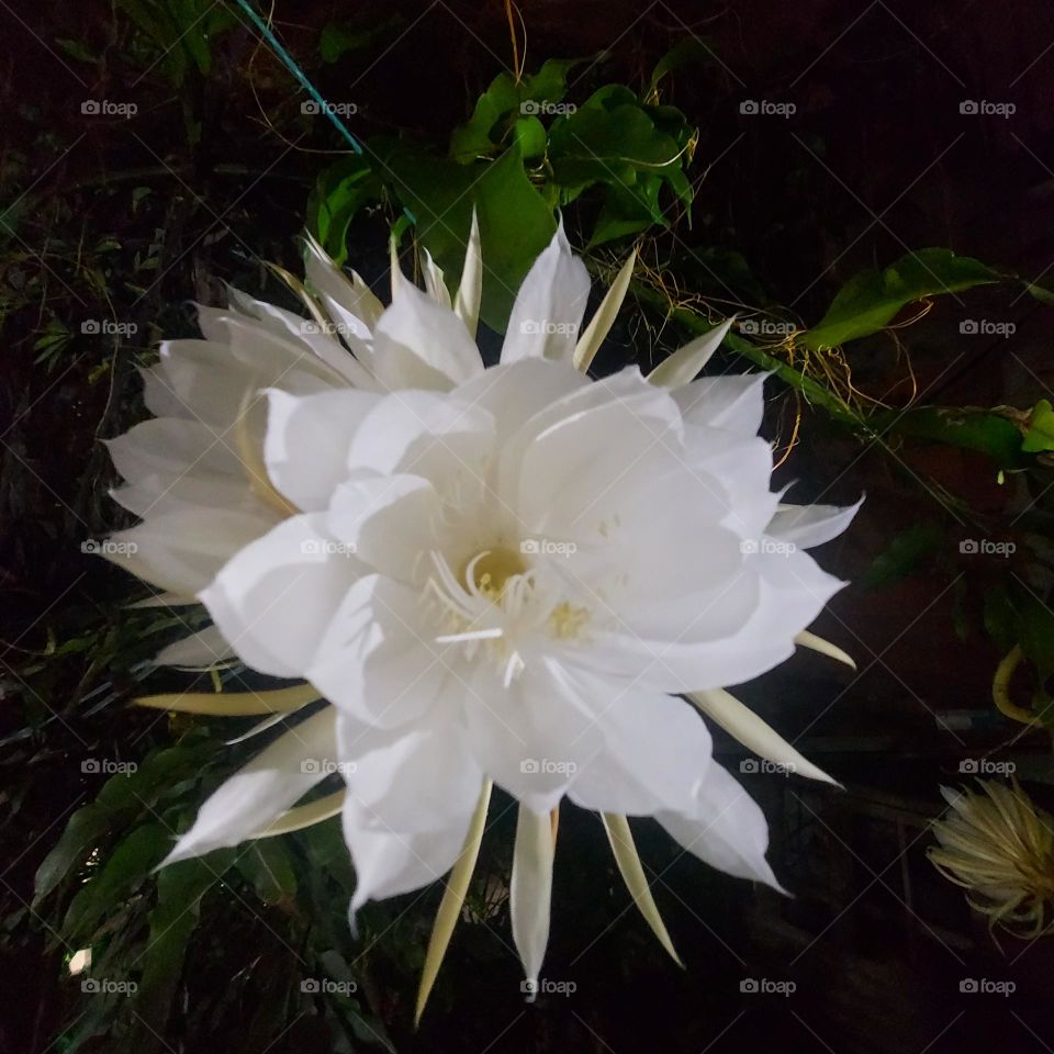 Dama da Noite (Hylocereus undatus)