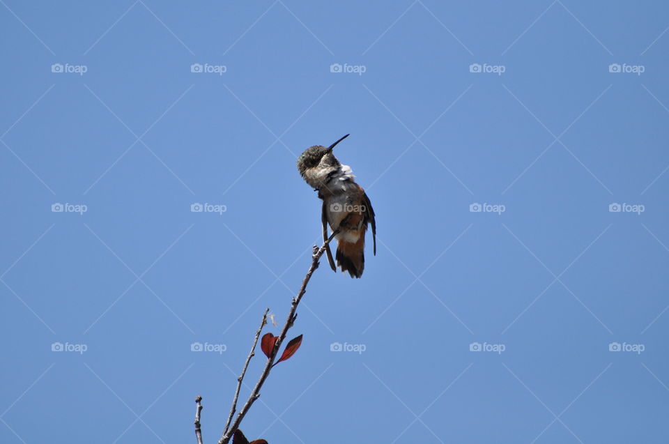 Hummingbird on the tree