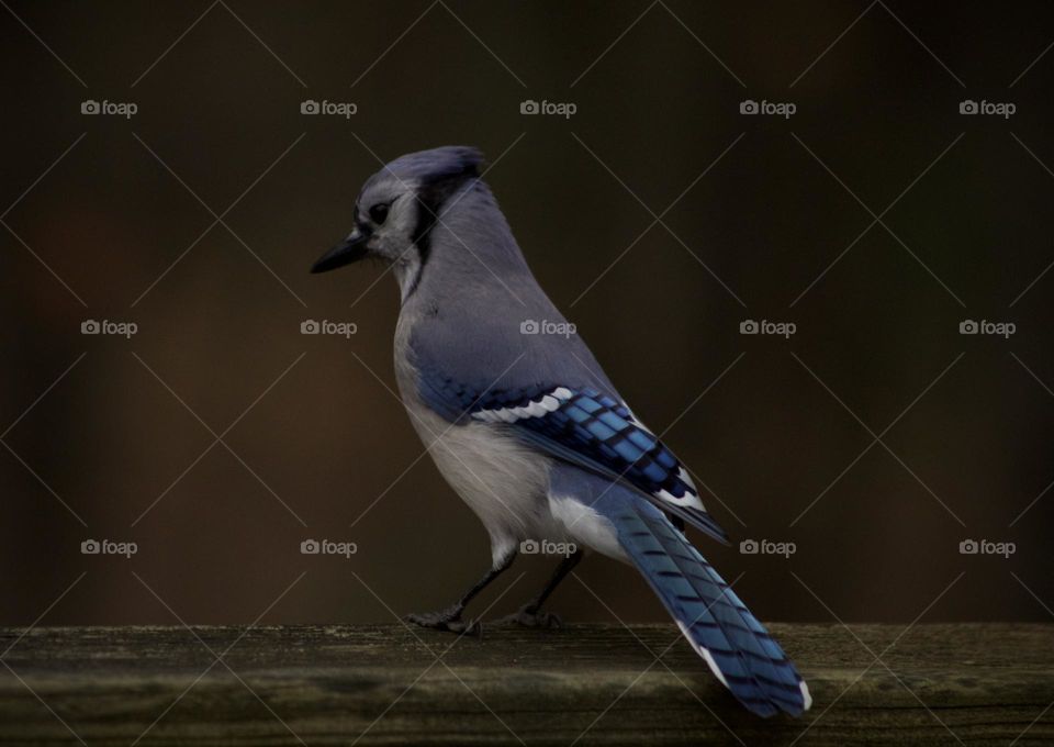 Blue Definition; Blue Jay