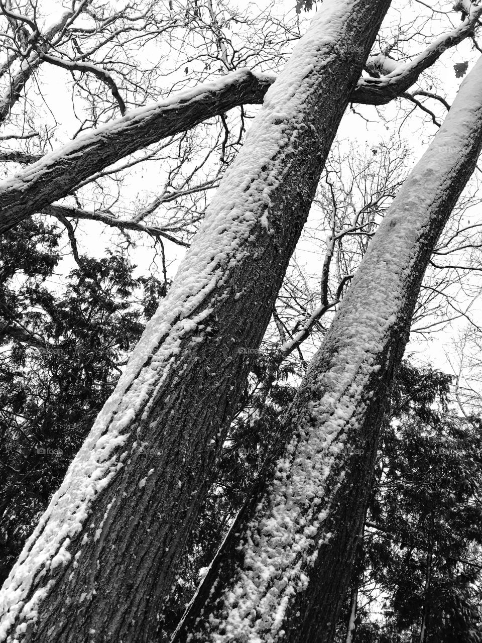 Snow on a tree—taken in Dyer, Indiana 