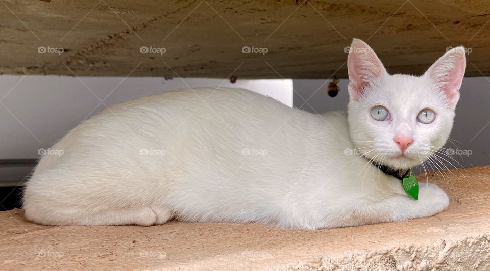 Our cat Luna looking intently at something.  By the way, what a stare she has! / Nossa gata Luna olhando atentamente para algo. Aliás, que olhar fixo ela tem!