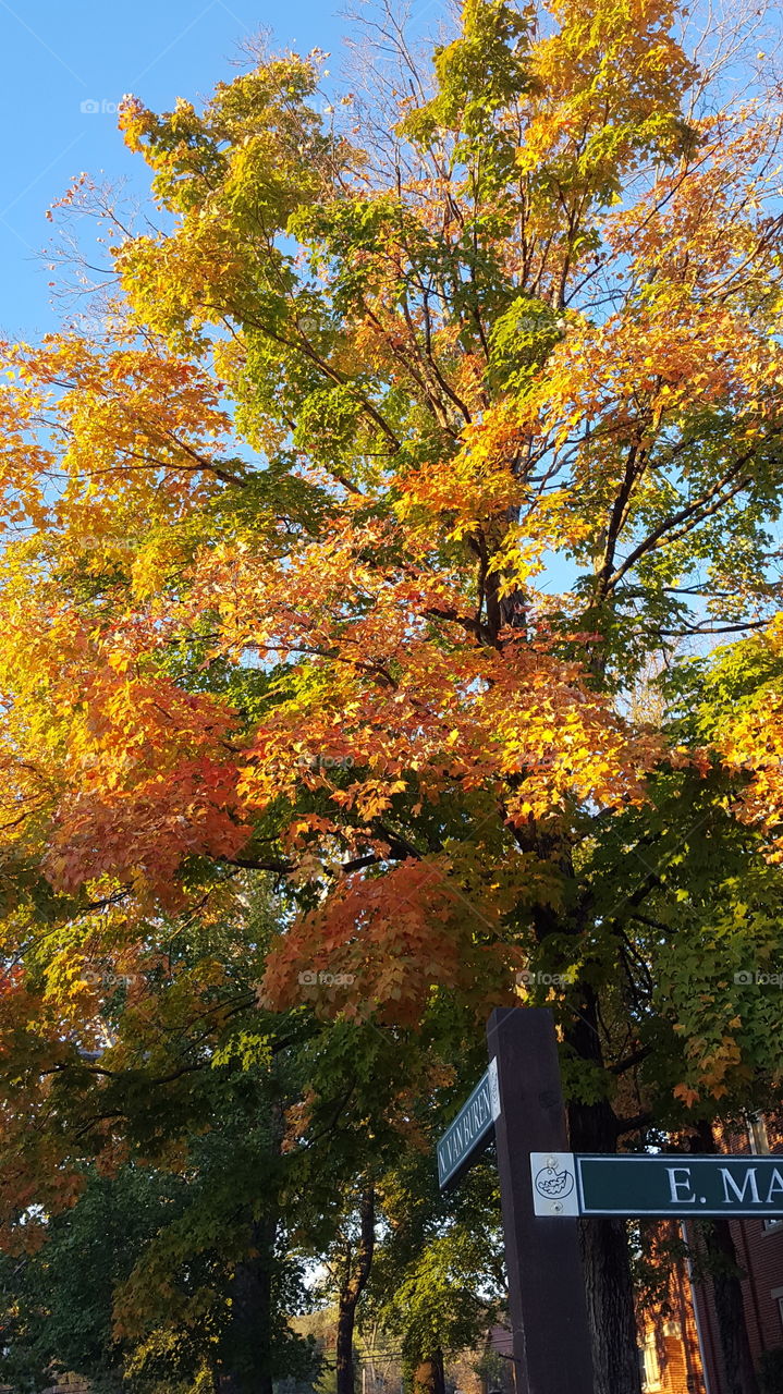 Low angle view of a tree during autumn