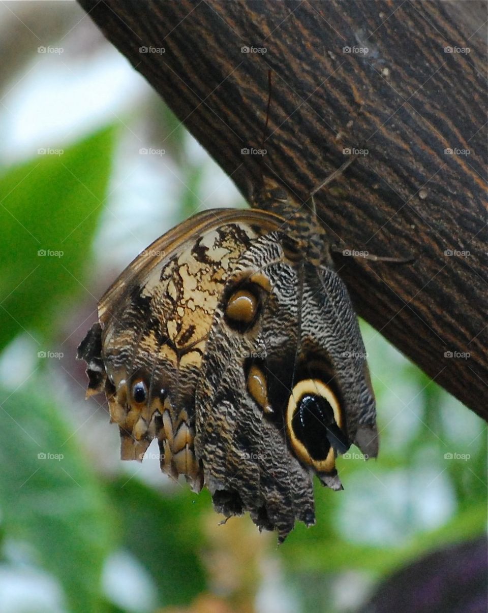 Butterfly hanging on