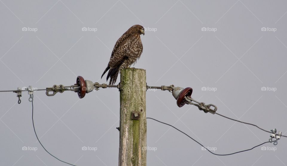 Hawk on electrical pole