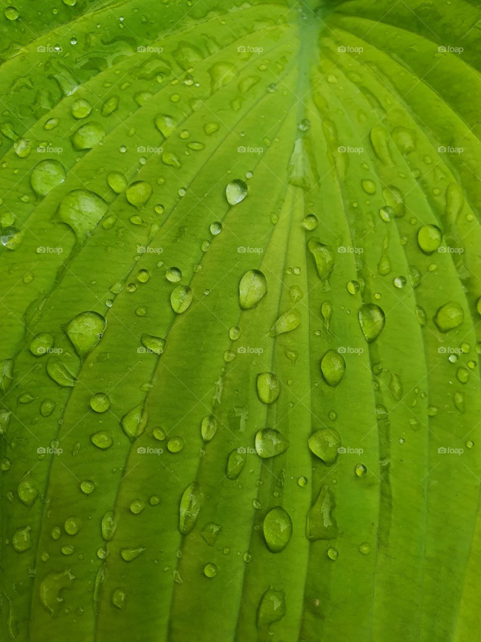 dew on a green leaf