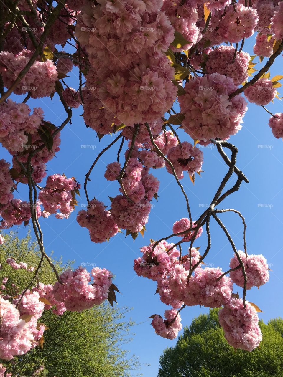 A canopy of blossom