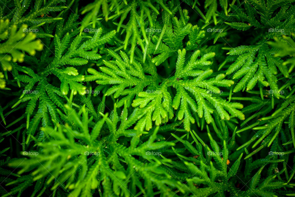 High angle view of a green leaves