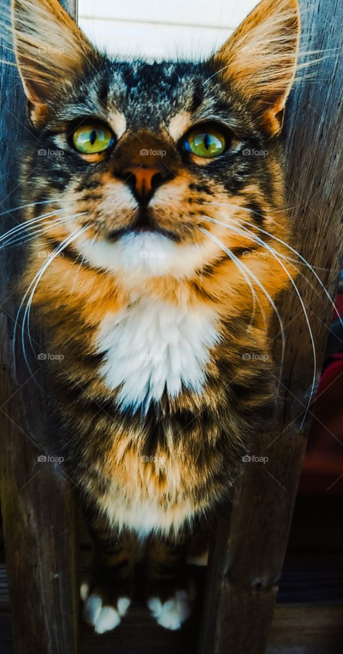 beautiful cat