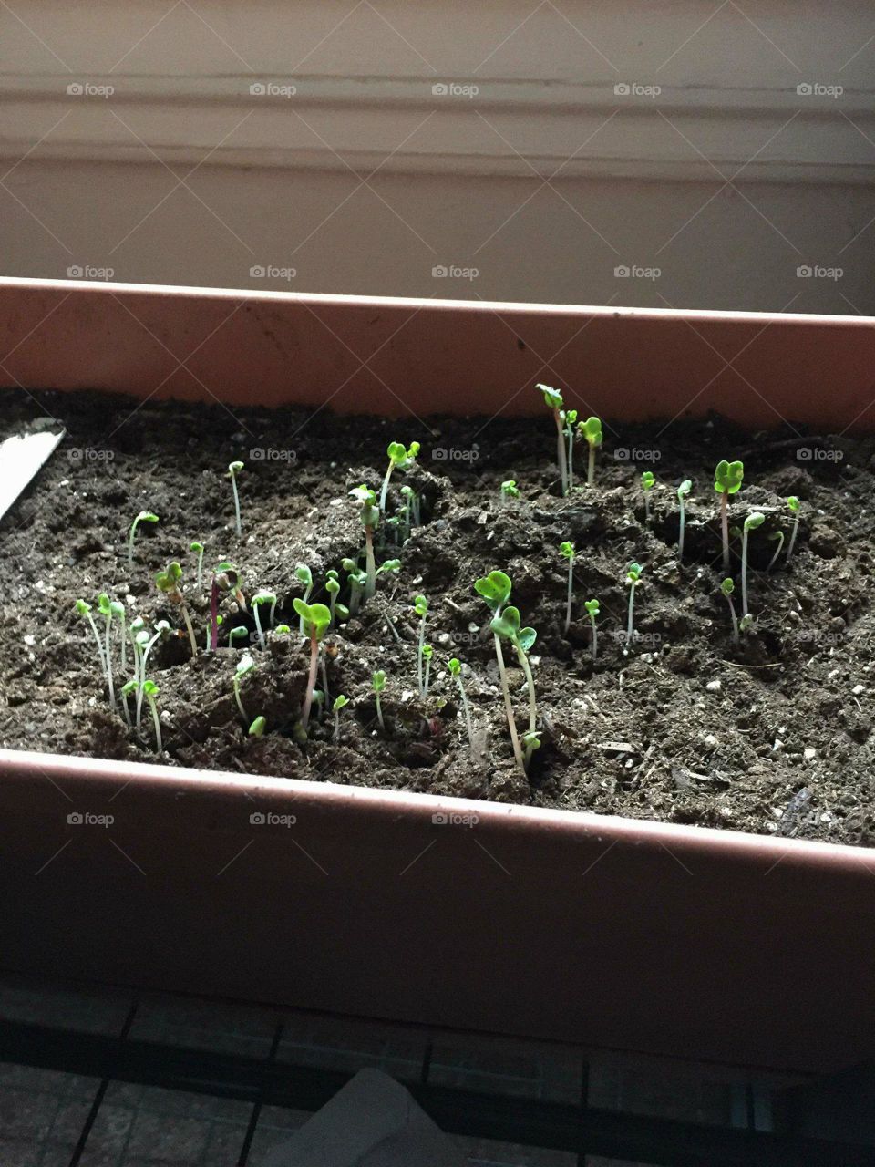 little small budding plants