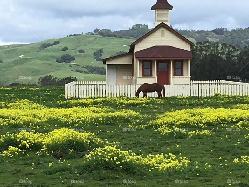Spring time at the old schoolhouse 