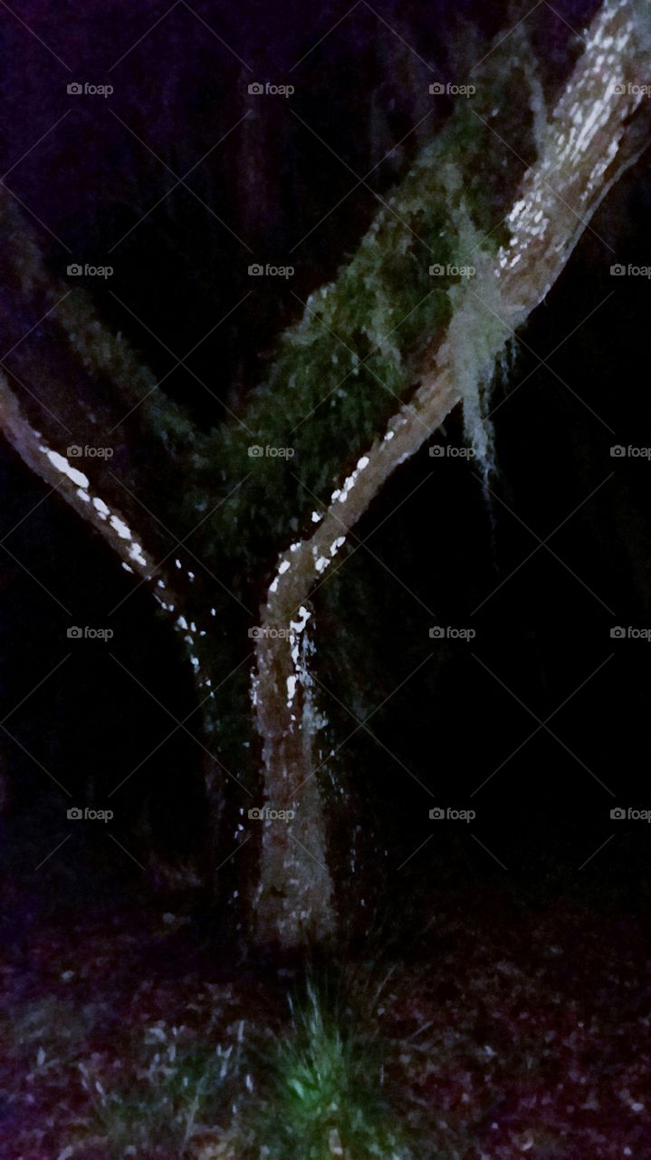 Oak tree wet from the storm