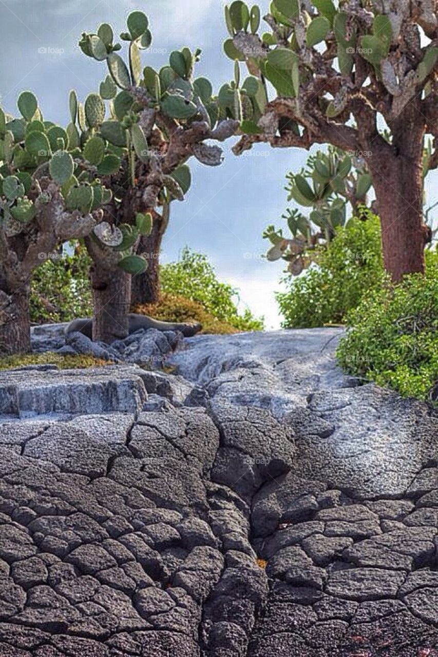Lava rock beach Galapagos Ecuador 