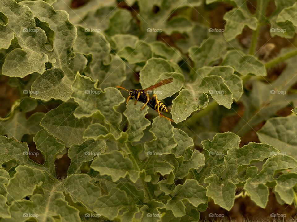 Yellow jacket in a watermelon plant
