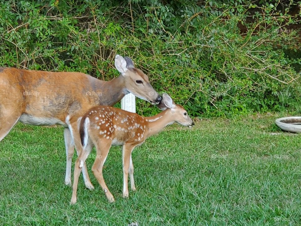 Looking out my window,what do I see. A pretty Doe cleaning her fawn.