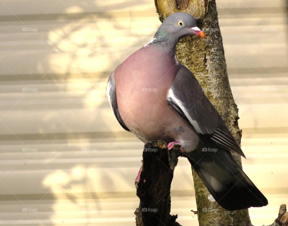 Big pigeon 