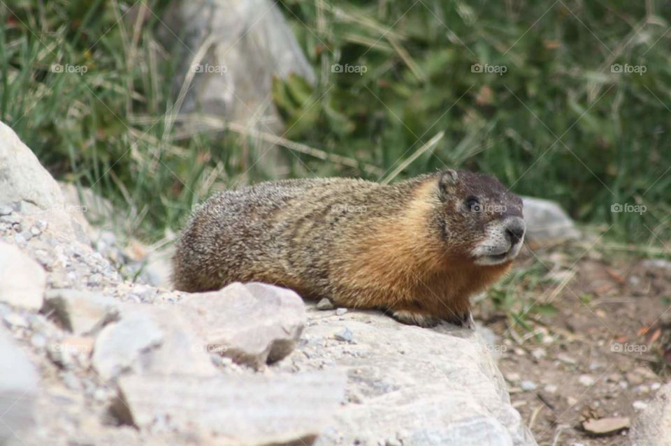 Marmot