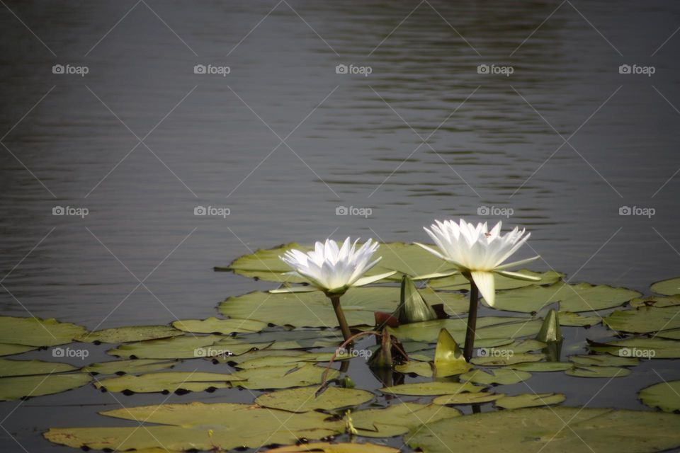 Water lily