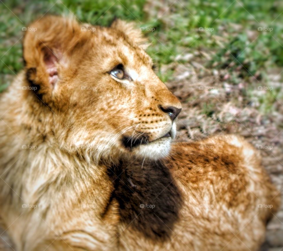 curious lion cub