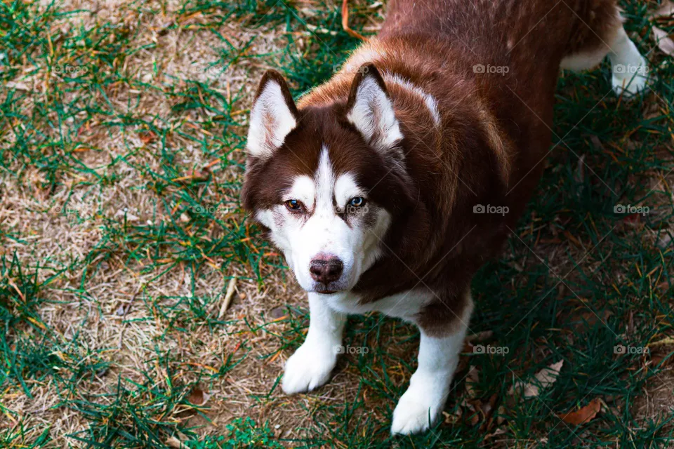 husky in the yard