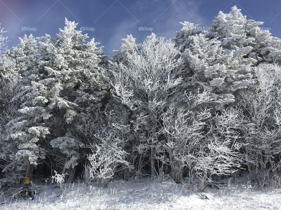 Frozen forest during snow