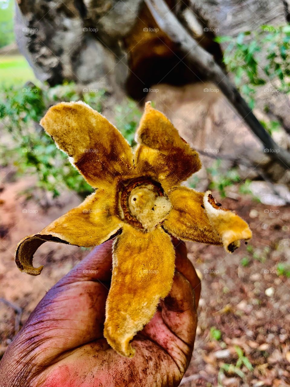 Zoomed picture of a dry sepals from a baobab tree flower. Brown, thorny, dry but beautiful.