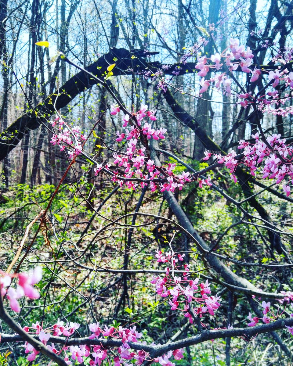 Spring blooms in the forest
