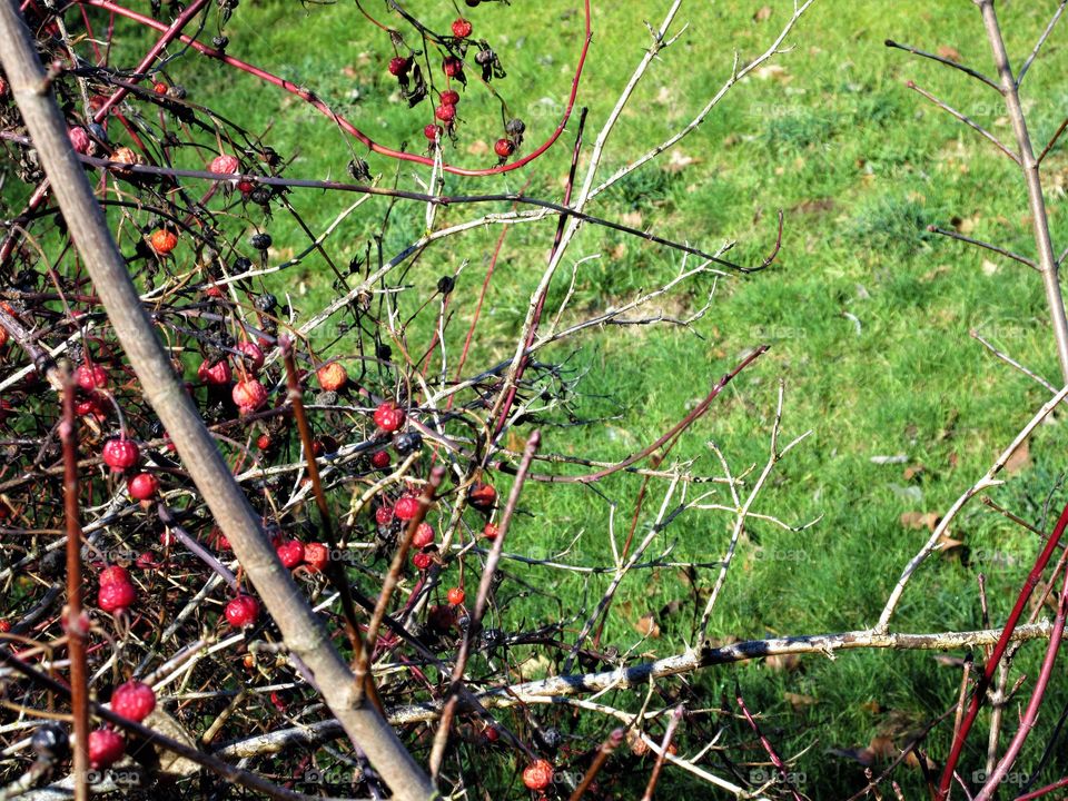 grass and rose hips