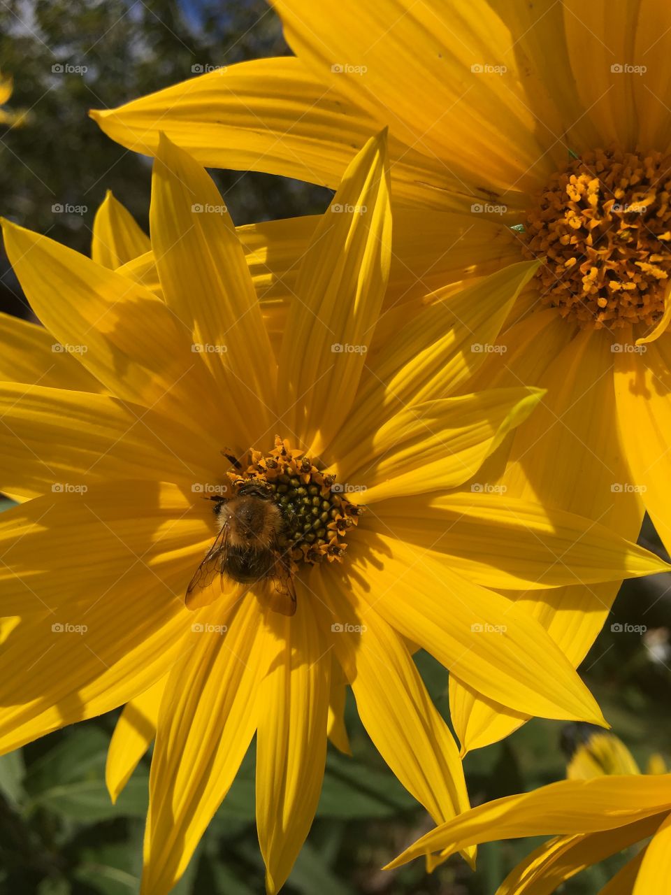 🐝 