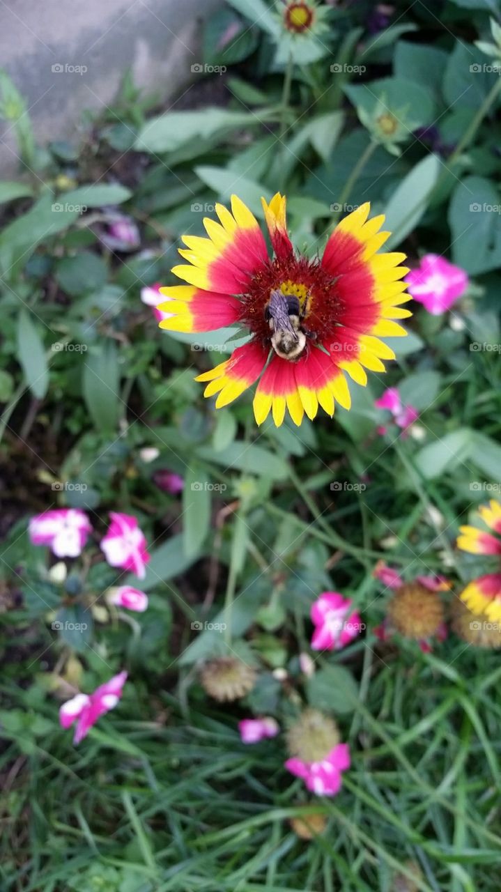 Bee pollinating on gaillardia outdoors