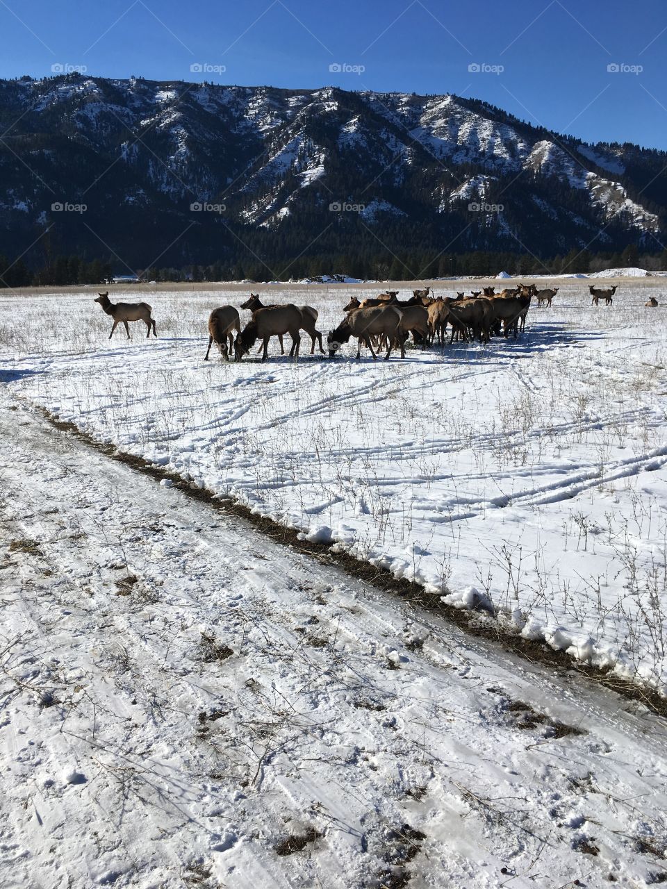Elk