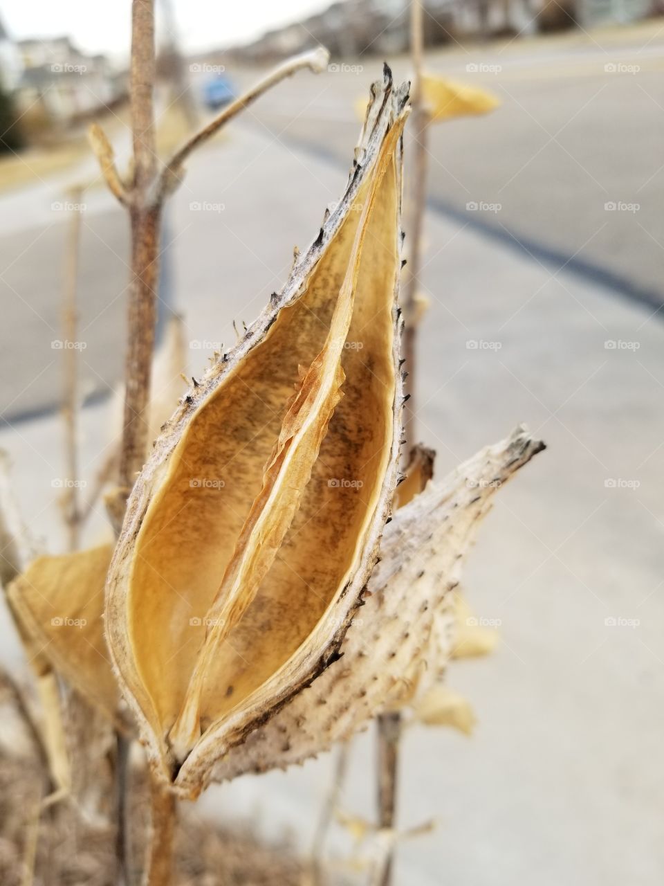 empty seed pod