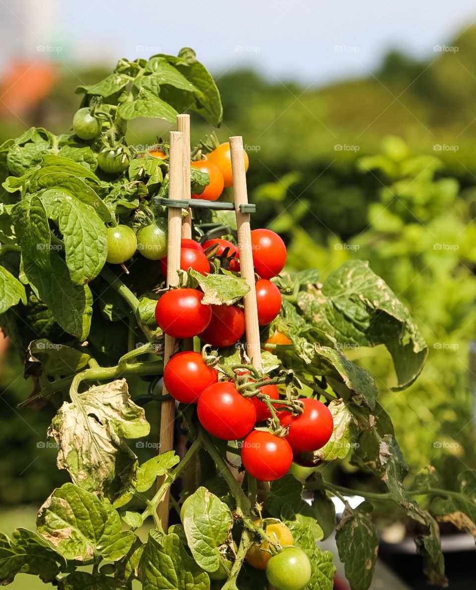 Growing tomatoes in the garden