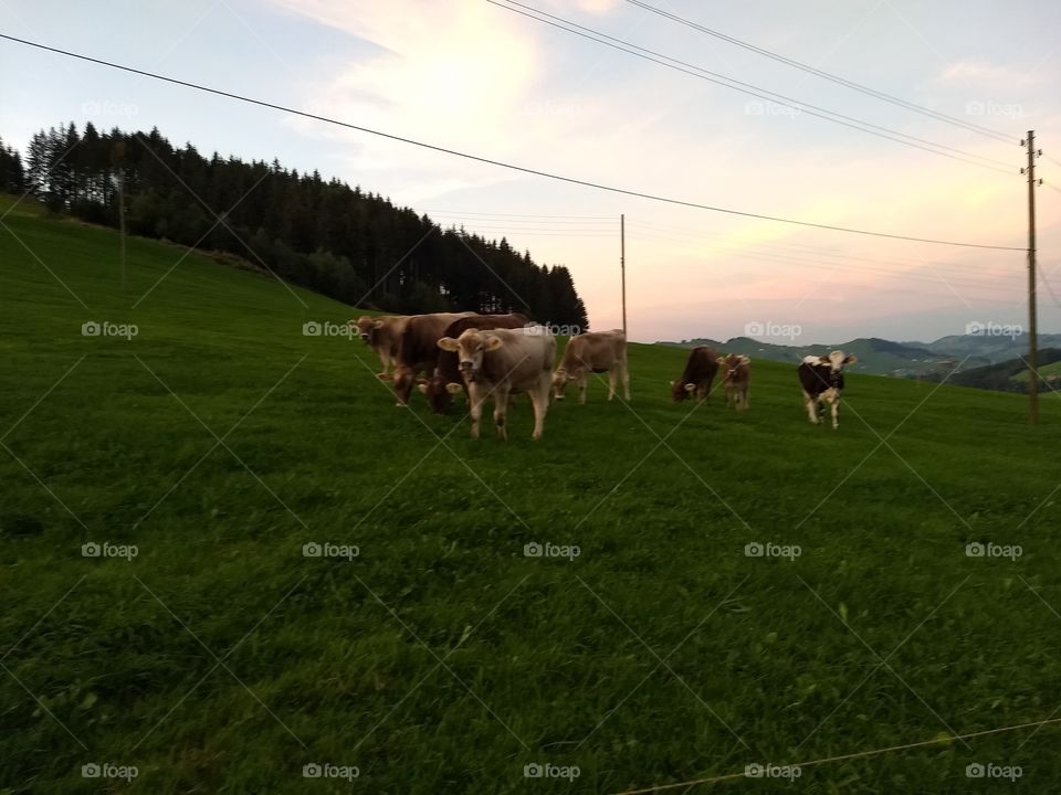 cows Switzerland sky land view