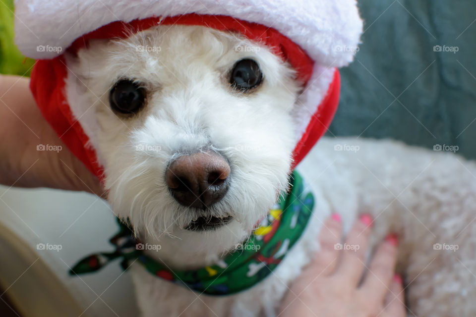 Cute Christmas dog 