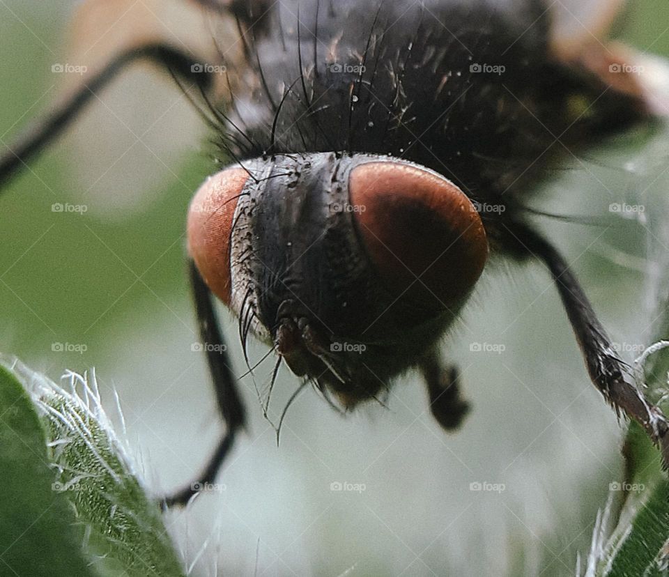 Macro photo of a spring insect on the grass