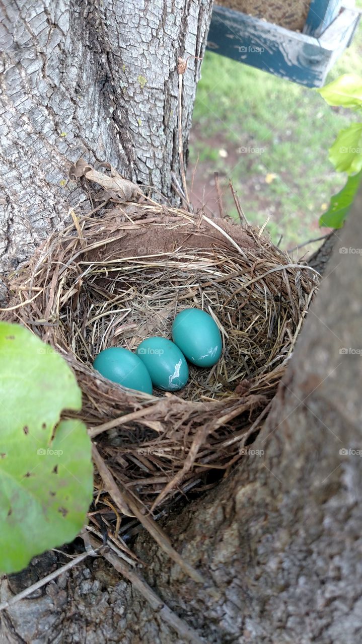 Nest, Nature, Egg, Easter, Hay