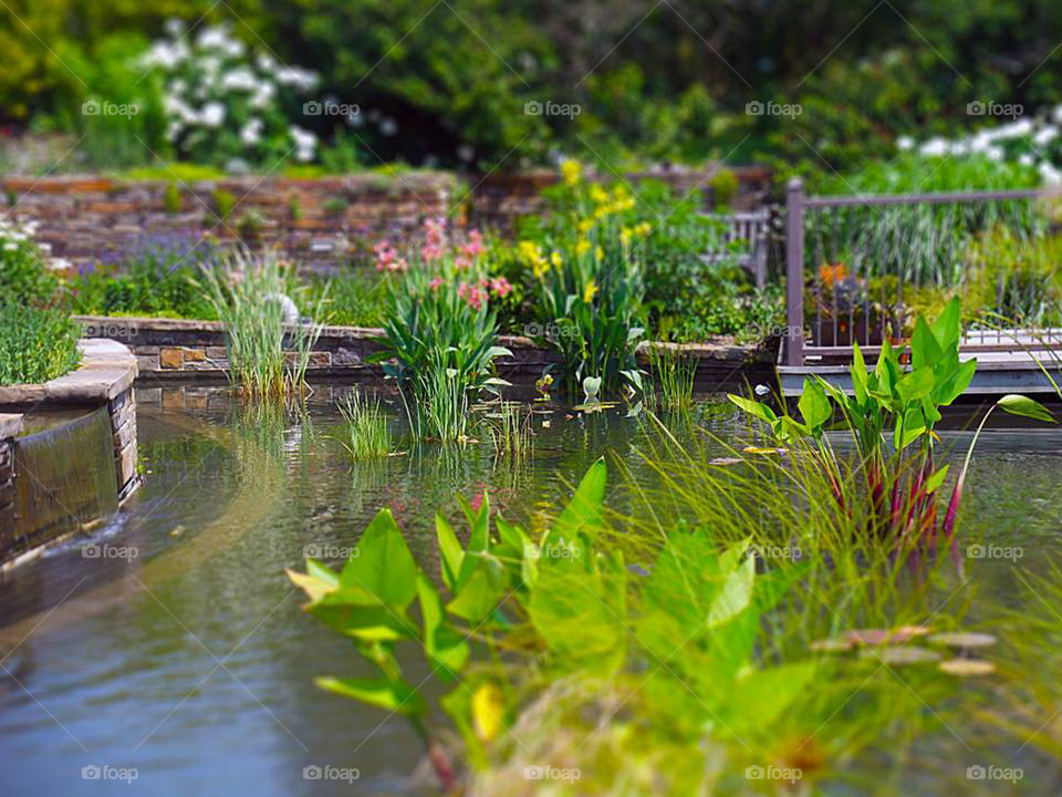 Water Plants and Flowers at Powell Gardens in Missouri. This is one of my favorite tilt shift photos. The miniature look and vibrant colors make the photo pop.