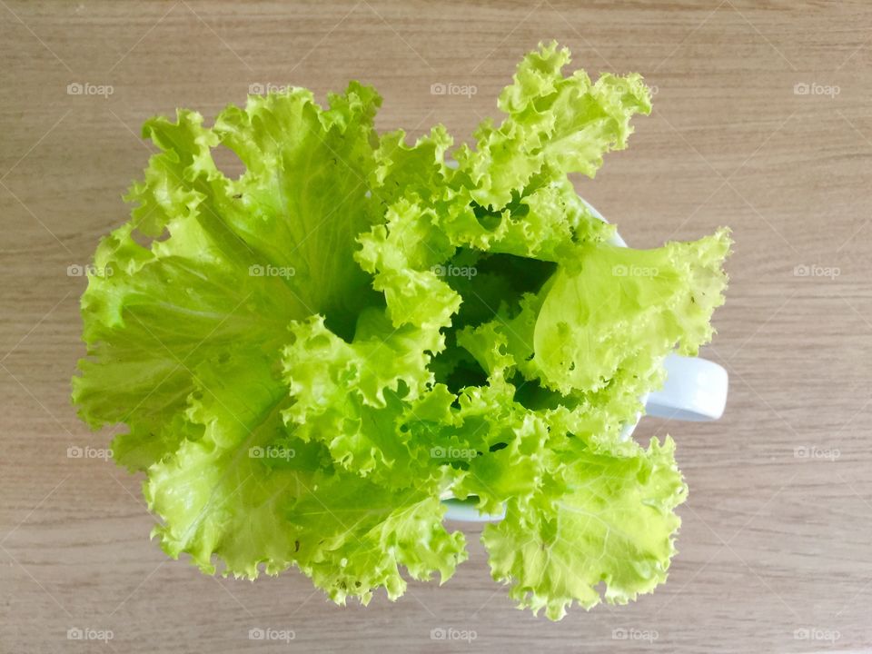 Lettuces 