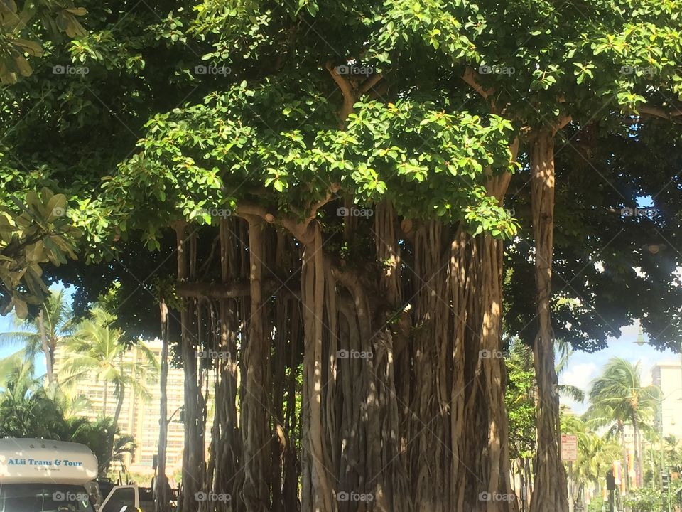 Tree in Hawaii 