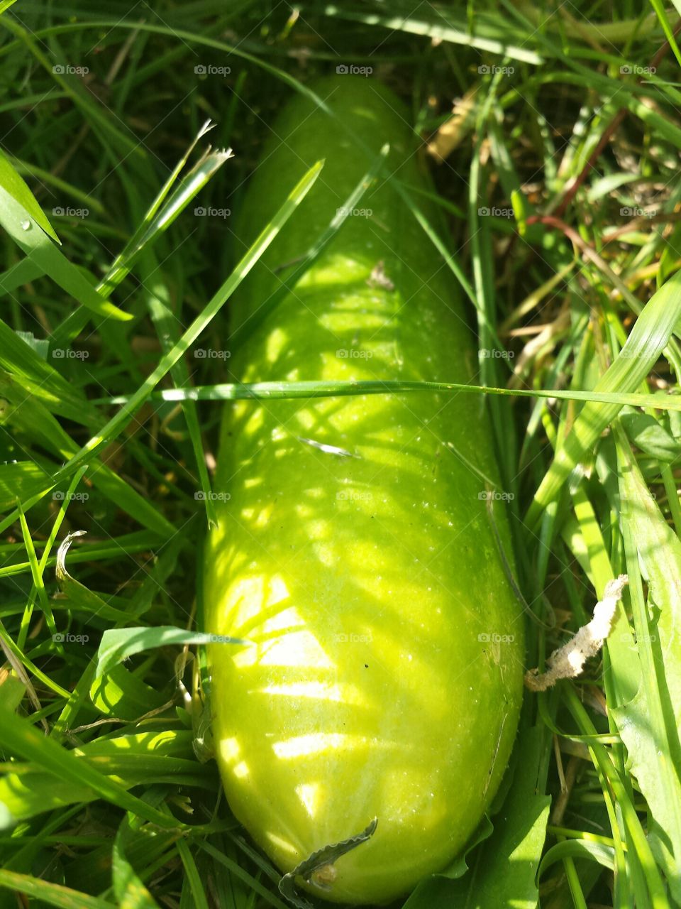 cucumber