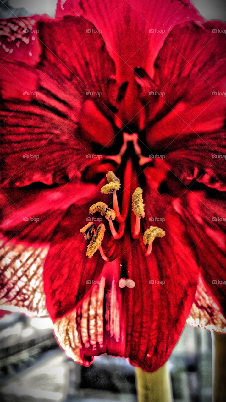 red amaryllis