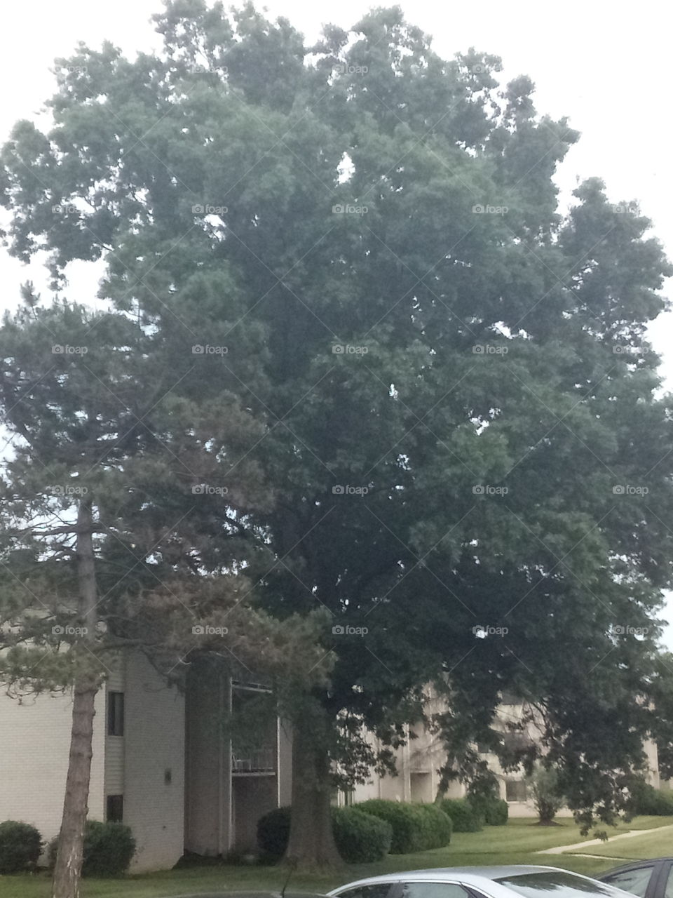 big tree