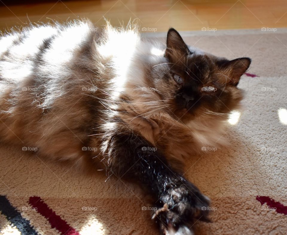 Fluffy White & Black Cat 🐱 