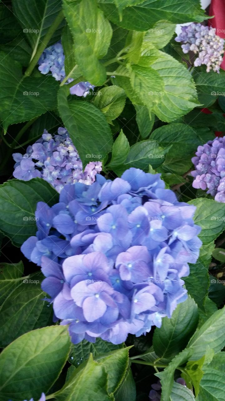 blue hydrangeas