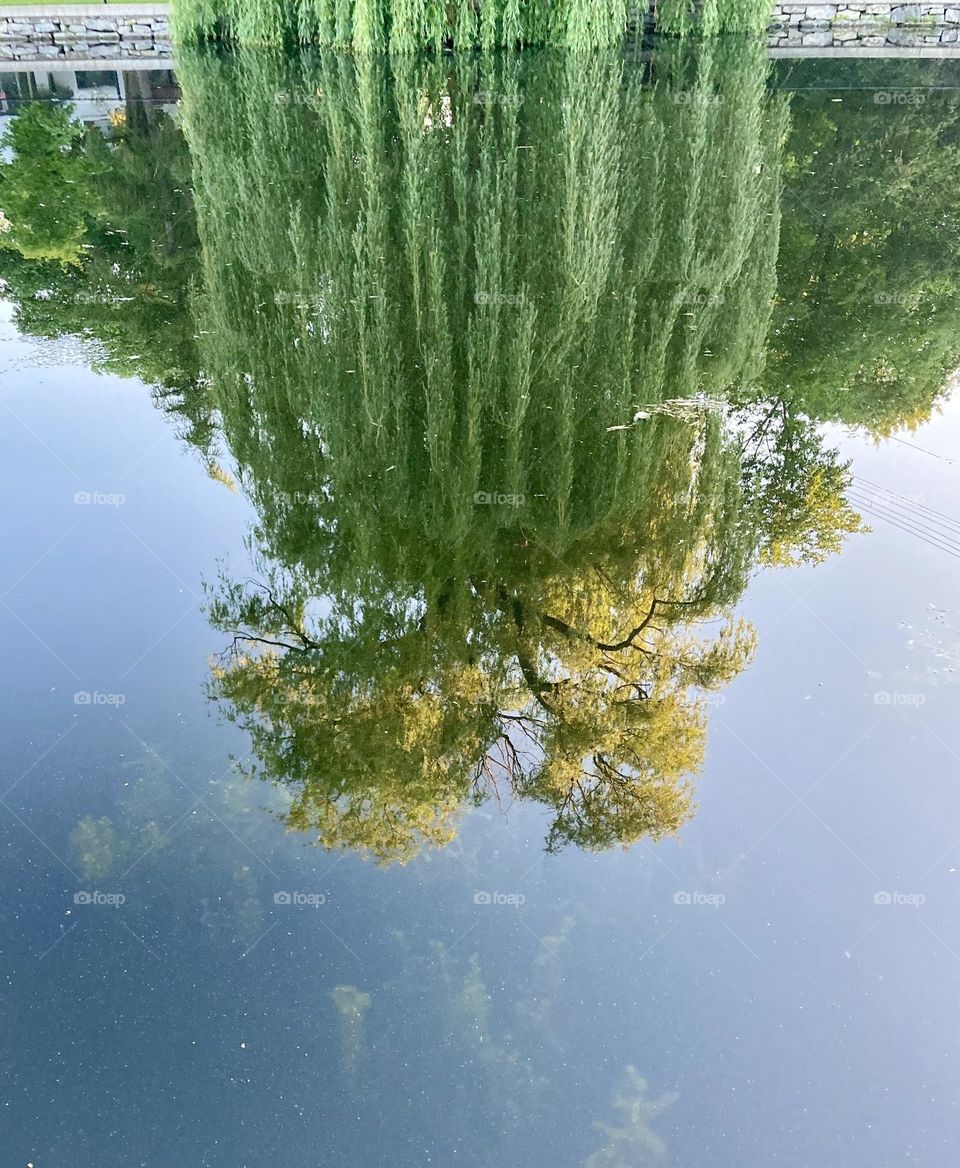 A reflection of a weeping willow topped by a n oak tree.